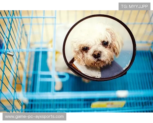 飞盘比赛犬只乱入抢走飞盘被封“最佳助攻”